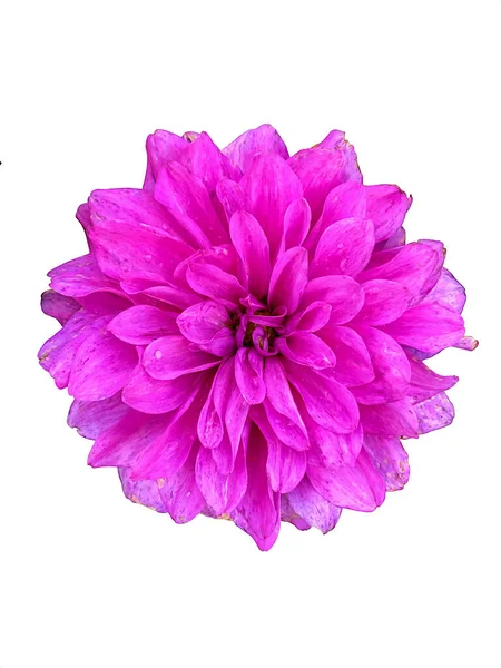 Single Bright Purple Magenta Dahlia Isolated White Background — Stock Photo, Image