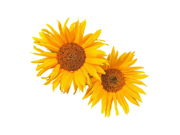 Two Bright Yellow Sunflowers Head Isolated White Background — Stock Photo, Image