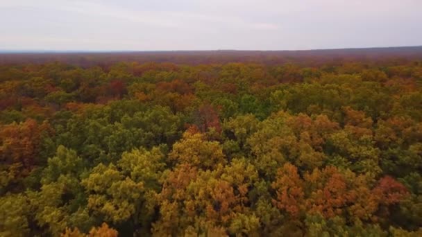 Осінній дубовий ліс. плавна панорама. Вид з повітря . — стокове відео