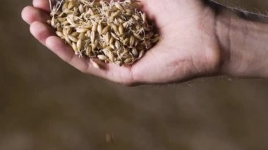 Bira üreticisi elinde arpa tutar. Bira üretimi. Ağır çekim. altın