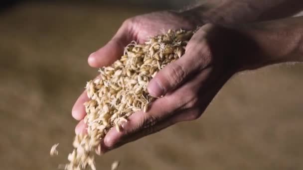 Homme brasseur tient de l'orge dans sa main. production de bière artisanale. au ralenti. gros plan — Video