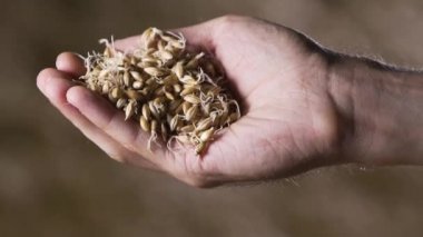Bira üreticisi elinde arpa tutar. Bira üretimi. Ağır çekim. yakın plan