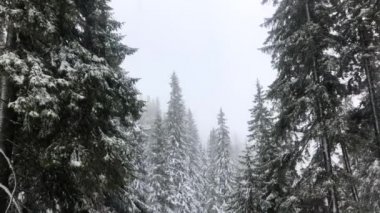 Kış ladin ormanları ve dağlar. Kış manzarası. kar yağışıweather condition.