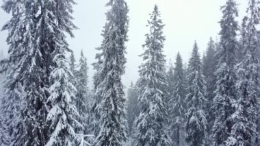 Kış ladin ormanı ve havadan dağlar. Kış manzarası. Hava aracı atışı. Kar fırtınası