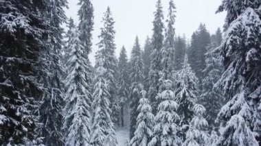 Kış ladin ormanı ve havadan dağlar. Kış manzarası. Hava aracı atışı. Kar fırtınası.