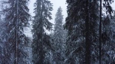 Kış ormanı ve dağları havadan. Kış manzarası. Hava aracı atışı. Kar fırtınası