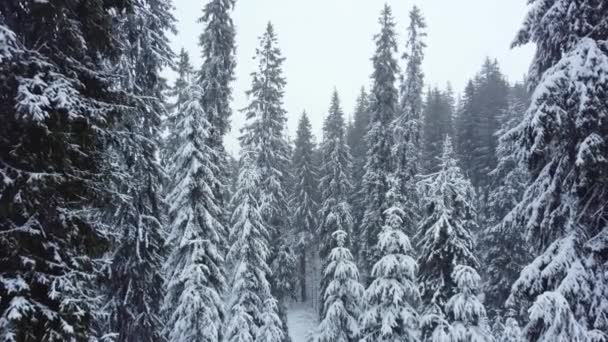 Bosque Invierno Montañas Desde Aire Paisaje Invernal Disparo Aéreo Dron — Vídeos de Stock