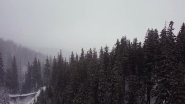 Dağlarda kar fırtınası. Orman. Hava aracı görüntüsü