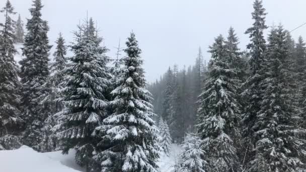 Foresta Invernale Montagne Dall Aria Paesaggio Invernale Nevicate — Video Stock