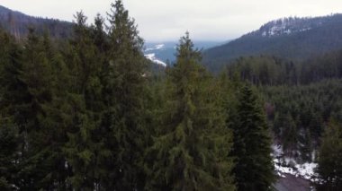 Dağlarda güzel bir orman. Şarapçı. Hava aracı görüntüsü