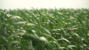 young green wheat. wheat petals sway in the wind.