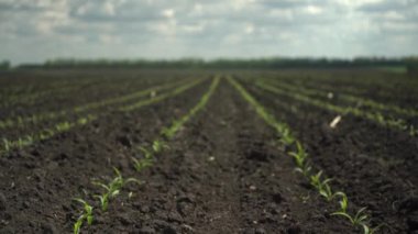 corn sprouts. uniform sowing. precision farming