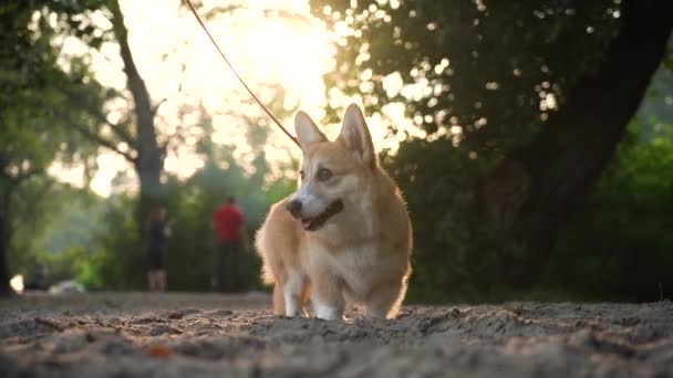 Χαρούμενο Σκυλί Corgi Βόλτες Στο Πάρκο — Αρχείο Βίντεο