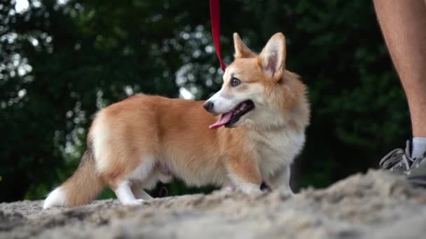 Alegre Cão Corgi Caminha Parque — Vídeo de Stock