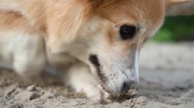 Corgi köpeği kumda bir çukur kazıyor. yakın plan