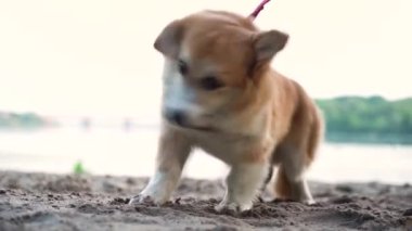 Neşeli Corgi köpeği parkta yürüyor. gün batımı.