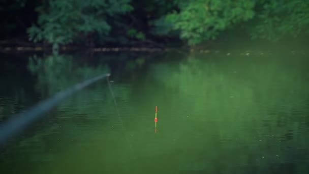 Pêche Sur Une Canne Flotteur Sur Lac Pittoresque Faune Gros — Video