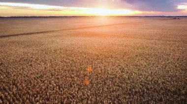 Hava görüntüsü. Altın mısır tarlasının üzerinden uçmak. Olgun mısır. Güneş ışığıyla gün batımı. çiftlik alanları