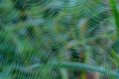 Pearl-like dew drops hanging on the silky strings of a spider's net. clipart