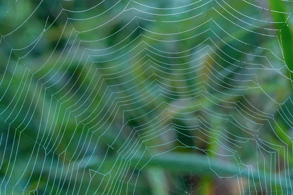 Pearl-like dew drops hanging on the silky strings of a spider\'s net.