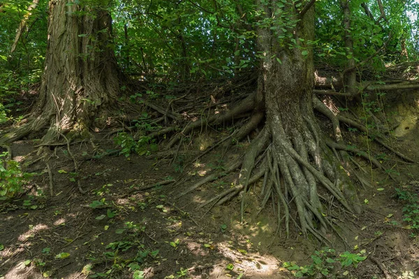 Polonya Nın Güneydoğusundaki Sandomierz Kutsal Haç Voyvoda Bulunan Ağaç Kökleri — Stok fotoğraf