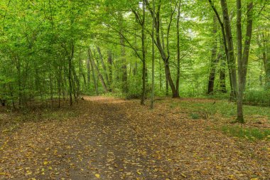 Sagan kasabası (Lehçe: Zagan), Batı Polonya, Lubusz Voyvoda 'da sonbahar parkı yolu sarı yapraklarla kaplıdır.