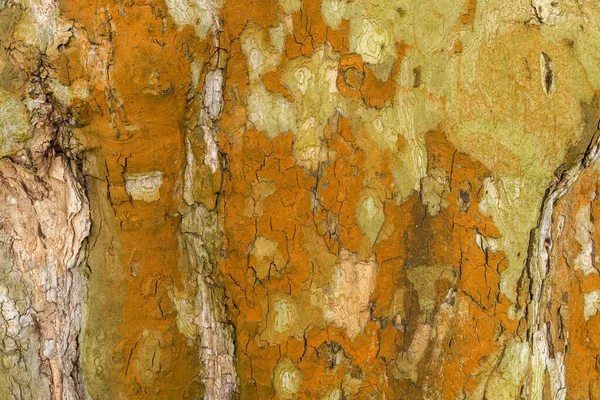 Camuflagem Padrão Uma Árvore Plana Platanus Rusty Platan Árvore Casca — Fotografia de Stock