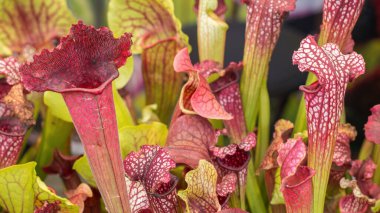 Closeup of a deep cavity pitfall traps (funnel or pitcher shape) of Sarracenia leucophylla (American Pitcher Plant). Bizarre almost alien-looking insect and flycatcher plant. clipart