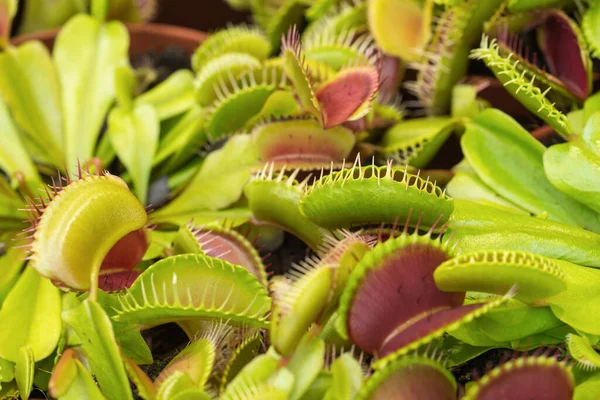Venus Flytrap Planta Depredadora American Carnivorous Plant Comedor Insectos —  Fotos de Stock