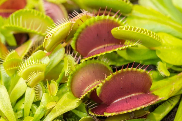 Primer Plano Las Trampas Broche Dionaea Muscipula Hechas Dos Lóbulos —  Fotos de Stock