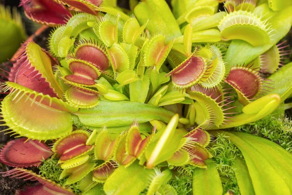 Venus Flytrap Dionaea Muscipula Con Mecanismo Atrapamiento Planta Americana Con —  Fotos de Stock