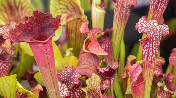 Sarracenia löcophylla 'nın (American Pitcher Plant) derin çukur tuzaklarına (huni veya sürahi şekli) yakın çekim. Garip, neredeyse uzaylı gibi görünen böcek ve sinekkapan bitkisi.