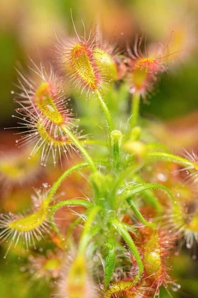Fleischfressende Pflanze Drosera Intermedia Löffelblättriger Sonnentau Gemäßigter Sonnentau Mit Seinem — Stockfoto