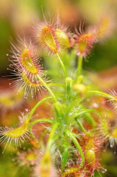 Etçil bitki Drosera intermedya (kaşık yapraklı güneş çivisi, ılıman güneş çivisi) kapan mekanizması (kaşık biçimli yaprak ve yapışkan trikolar) ile).