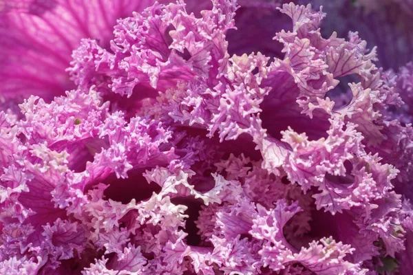 Blommande Dekorativa Lila Rosa Kål Med Konstiga Och Krusiga Eller — Stockfoto