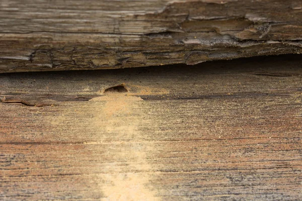 Piece Dry Wood Hole Hollowed Out Bark Beetle — Stock Photo, Image