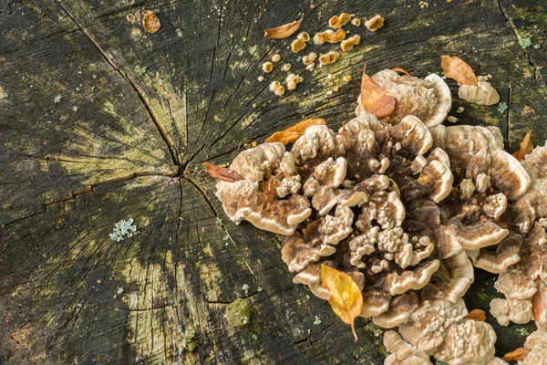 Die Herbstliche Szenerie Mit Wilden Pilzbüscheln Die Auf Dem Morschen — Stockfoto