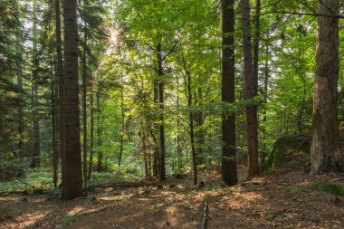 Podkarpackie Eyaleti, Polonya 'da Przadki doğa koruma alanında canlı bir sabah