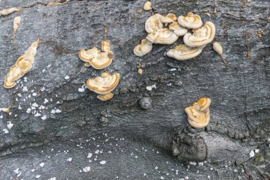Devrilen ağaçta büyüyen genç mantar kolonisinin kapanışı