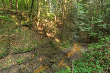 Korczyna, Podkarpackie Eyaleti, Polonya 'da dere ve yeşil ağaçlarla dolu bir orman.