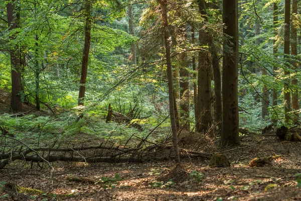 Misterioso Bosque Salvaje Reserva Natural Przadki Provincia Podkarpackie Polonia — Foto de Stock