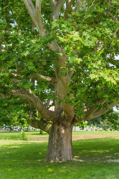 Büyük Londra uçak akçaağacı güzel bir yaz gününde. Yapraklar ve ağaç kabukları (Platanus acerifolia))