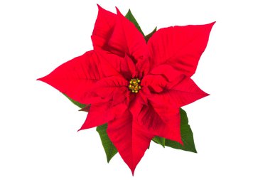 Yıldız şeklinde bir Poinsettia (Euphorbia pulcherrima) beyaz arka planda izole edilmiştir. Beytüllahim 'in yıldız çiçeği manzarası. Noel süsleme fabrikası.