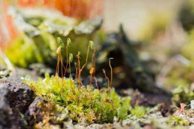 Bakır-Tel Yosun (Pohlia cevizi) Macro shot 'ı. Bakır sapının tepesinde yeşil kapsülleri olan güzel bir yosun..