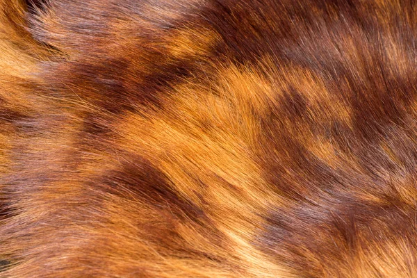 全身上下都是闪亮的动物毛 山羊毛皮背景 — 图库照片