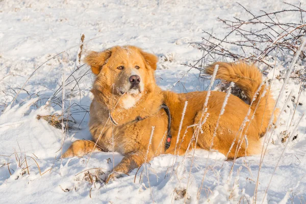Golden Coat Retriever Dog Lying Snow Beautiful Winter Day — Stockfoto