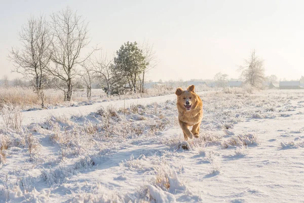 Golden Labrador Retriever Dog Running Snowy Field Beautiful Sunny Winter — Stock Photo, Image
