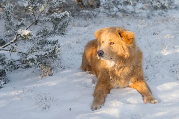 Shaggy Labrador Golden Retriever Köpeği Karda Yatıyor Güneşe Bakıyor — Stok fotoğraf