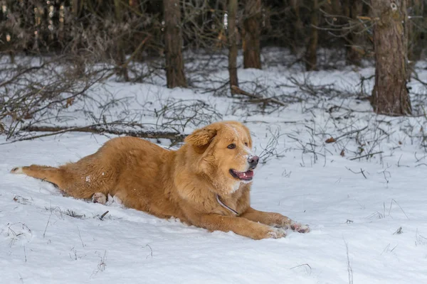 Furry Labrador Retriever Dog Lying Snowy Ground Pine Forest — Stockfoto