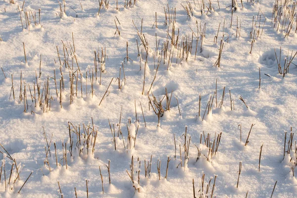 Campo Agrícola Cubierto Nieve Día Soleado Fondo Invierno — Foto de Stock